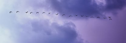 birds on the sky