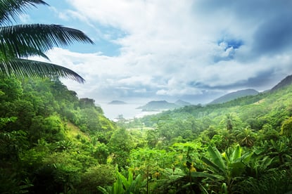 jungle of seychelles island